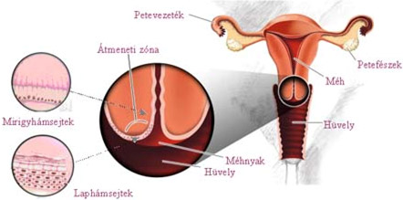 HPV fertőzés férfiaknál - Budapest Medical Orvosközpont