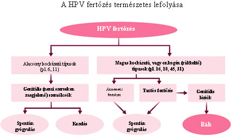 magas kockázatú típusú humán papillomavírus hpv kimutatása