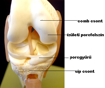 fájdalmas meniszkusz a térd tünetei)
